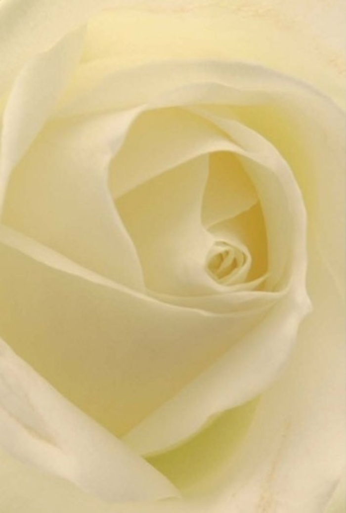 Viewed from a whisper-close perspective, this classic white rose radiates tranquil sophistication-a vision that could have been plucked from a Bayswater garden after gentle spring rain. The petals, milky white with undertones of buttery cream, layer in a seamless spiral, each edge soft and undisturbed as though time itself pauses in their presence. Light drifts across the petals, illuminating their subtle veins and lending the inner heart a glowing luminescence-it feels as if the bloom is alight from within. The rose's core, a perfectly spiraled centre, conveys a sense of resilience and purity, offering solace on occasions ranging from quiet apologies to wedding celebrations held beside Hyde Park's storied paths. Every nuance of shadow and sheen speaks to the florist's practiced hand and the emotional resonance these blooms carry in Bayswater's homes and gathering places. The passive scent, clean and understated, adds to the sense of serenity; this is a flower that communicates profound emotion in its natural, unassuming perfection.