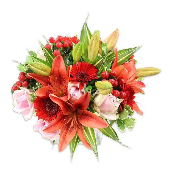 A luxurious, densely packed floral arrangement sits against an immaculate white backdrop, its presence defined by a striking medley of warm, saturated colours. The composition is anchored by several spectacular orange-red Asiatic lilies - some opened wide to reveal delicate speckling and sturdy stamens, others curled as handsome buds - which reach upward and outward like fiery focal stars. Around these lilies, vivid red Gerbera daisies fan their long, slender petals from darker centers, creating pockets of intense colour and rhythmic movement. Interspersed throughout are pale, blush-pink roses; their velvety petals range from tightly coiled to softly unfurling, bringing a gentle, intimate counterpoint to the bold blooms. Glossy clusters of red hypericum berries nestle among the flowers, offering small pops of shine and a pleasing, tactile contrast to the smooth petals. The bouquet is lavishly filled with varied foliage - broad deep-green leaves, slender spear-like lily foliage, and occasional variegated leaves with cream-to-green streaking - which provides structure and a verdant backdrop to the blooms. Bathed in clear, natural light that highlights textures and colour saturation, the arrangement has a full, rounded silhouette that speaks to careful, professional wiring and hand-tying. As a local touch, this style reflects the sensibilities of Florist Bayswater, designed to suit occasions across Bayswater and neighbouring Queensway and Notting Hill; it's an expressive choice for anniversaries, birthdays, or to bring seasonal cheer into a home or office.